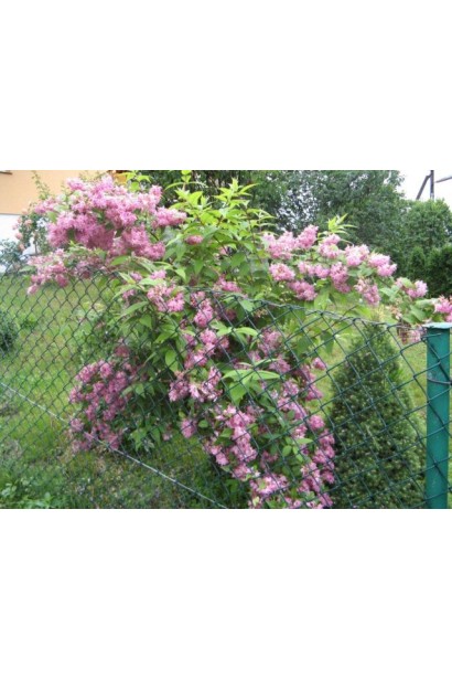 Дейція Строберрі Філдс квітучий кущ