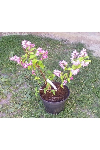 Дейція Строберрі Філдс саджанець в горщику