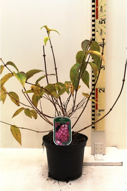 Дейція Строберрі Філдс контейнер 3 л