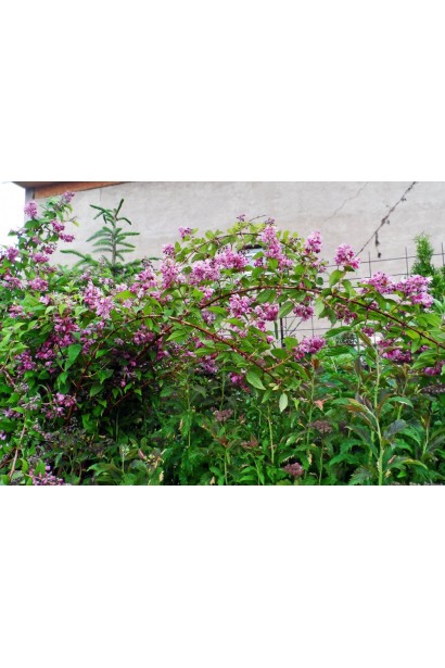 Дейція Стравбері Філдс