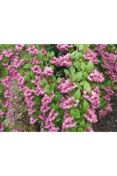 Дейція Строберрі Філдс малинові квіти