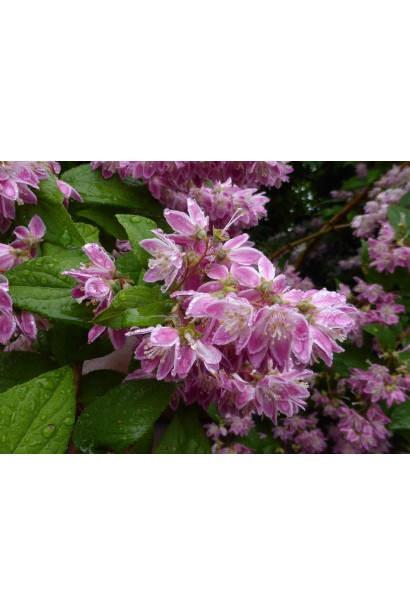  Deutzia hybrida Strawberry Fields