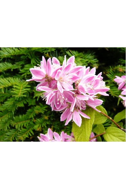  Deutzia Strawberry Fields