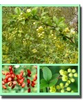 Барбарис звичайний їстівний | Berberis vulgaris | Барбарис обыкновенный съедобный