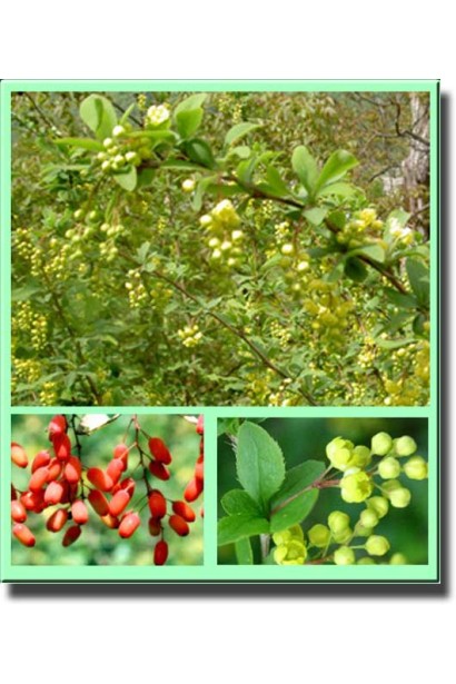 Кислый терн