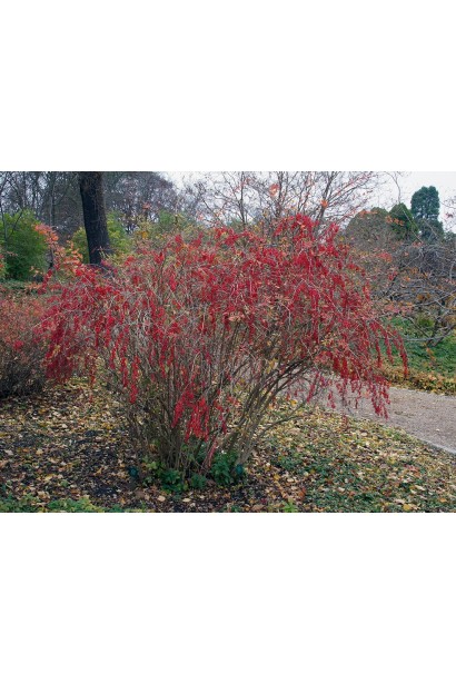 Барбарис обычный съедобный осенью