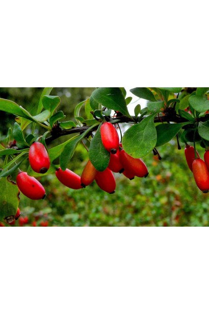 Барбарис обыкновенный съедобный ягоды