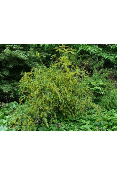 Барбарис обычный съедобный в саду