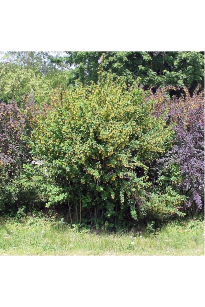 Барбарис обычный съедобный куст