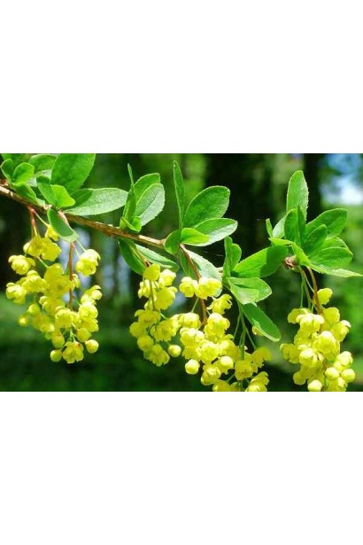 Барбарис обычный съедобный цветение