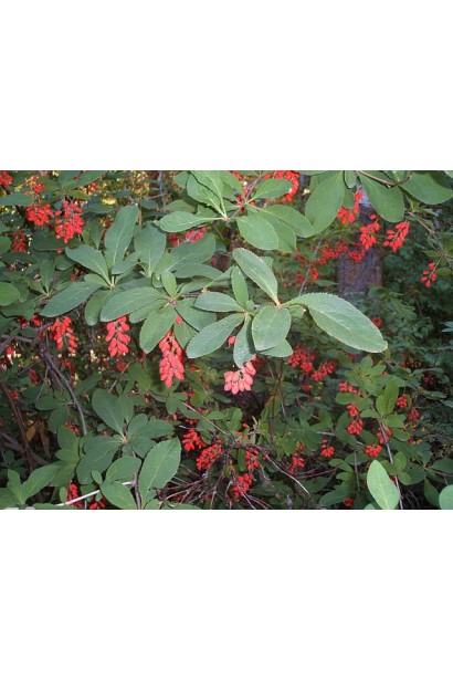 Барбарис обыкновенный съедобный