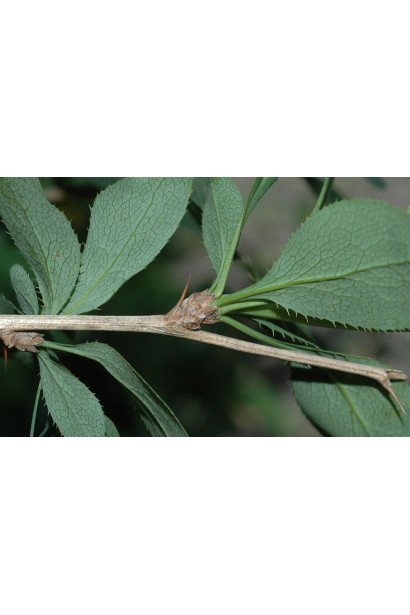 Барбарис обыкновенные съедобные листья