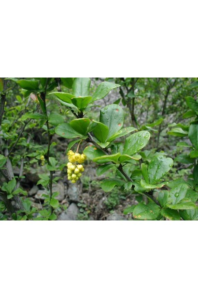 Барбарис съедобные цветы