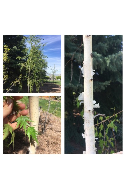 Береза бородавчаста Далекарлійська 