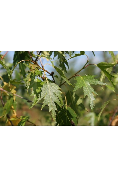 Береза pendula Dalecarlica