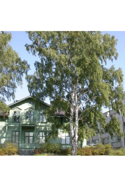 Береза повисла Далекарлійська  в ландшафті