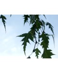 Береза повисла Далекарлійська | Betula pendula Dalecarlica | Береза повислая Далекарлийская