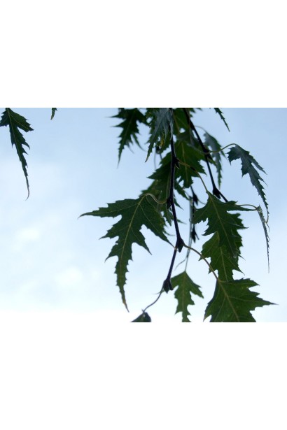  Betula pendula Dalecarlica
