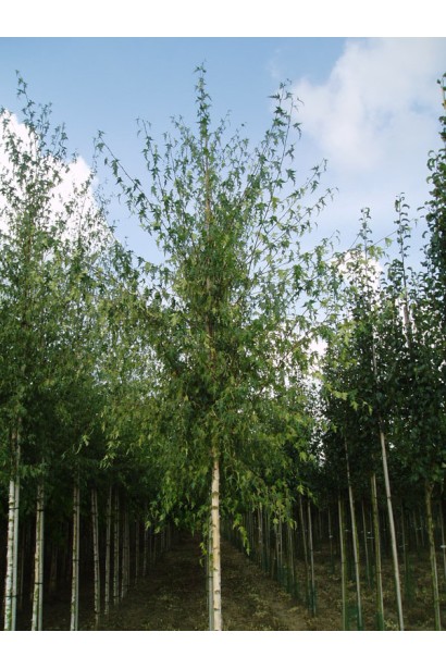 Береза повисла Далекарлійська  в розсаднику