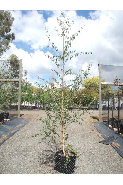 Береза Далекарлійська саджанець в горщику