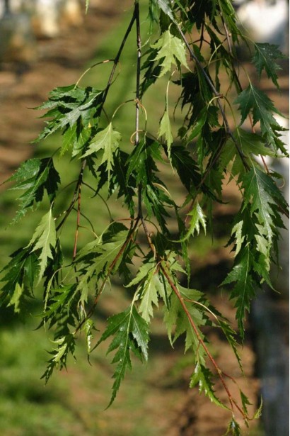 Береза Далекарлійська листя глибоко посічене
