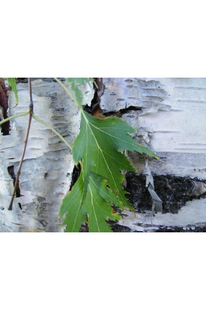 Береза Далекарлійська кора та листя