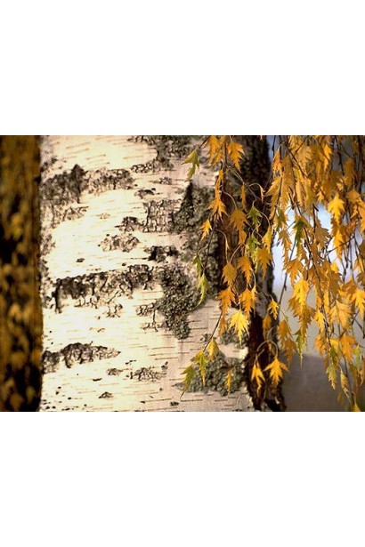 Береза Далекарлійська жовте листя восени