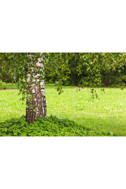 Береза повисла Далекарлійська 