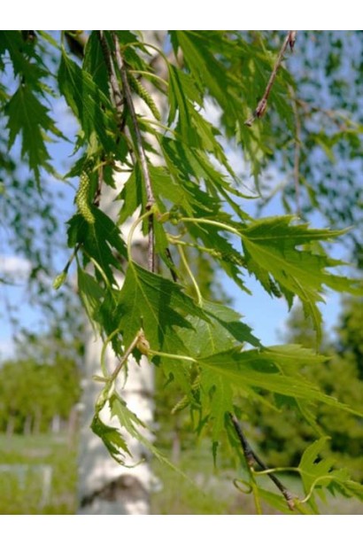 Береза Далекарлійська  плакуча