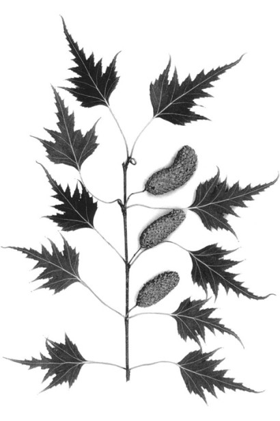 Береза Далекарлійська  форма листа