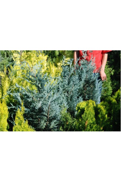 Кипарисовик блакитний Пельтс Блю