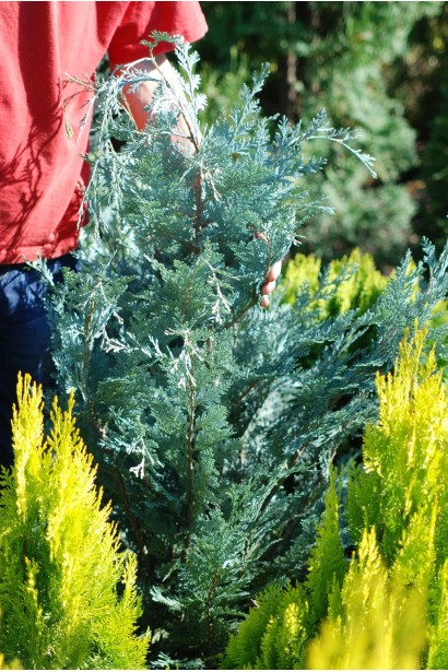 Блакитний кипарисовик Пельтс Блу на фоні жовтого кипарисовик
