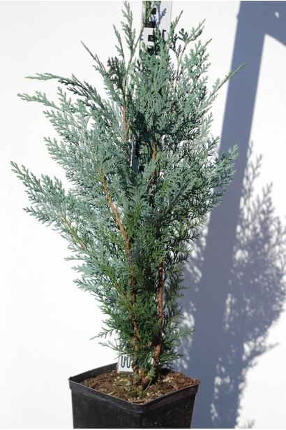 Кипарисовик Пельтс Блю хвоя сталевого кольору з блакитним нальотом