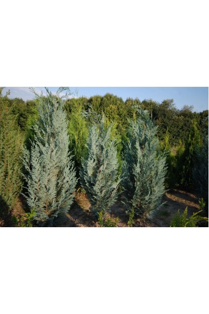 Chamaecyparis lawsoniana Pelt’s Blue / Van Pelt’s Blue