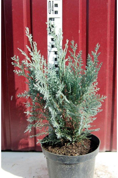 Кипарисовик Ван Пелтс Блу в горщику