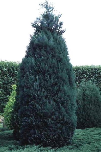 Кипарисовик з густою конусовидною кроною  Пельтс Блю