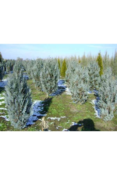Кипарисовик колоновидний Пельтс Блю в полі взимку