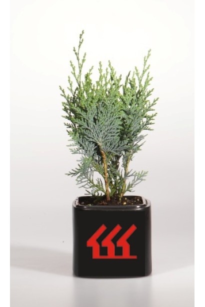 Кипарисовик Лавсона Пельтс Блю контейнер 0,5 л