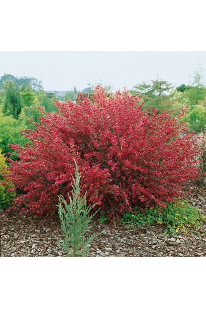 Кущ рокитника Боскоп Рубі