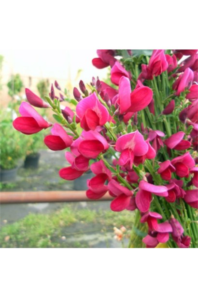 Весняне цвітіння рокитника Ruby вражає яскравістю.