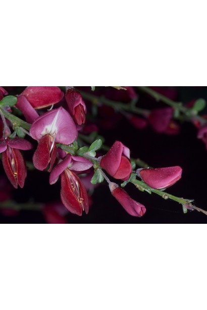 Рокитник ранній Боскоп Рубі (рубіновий)