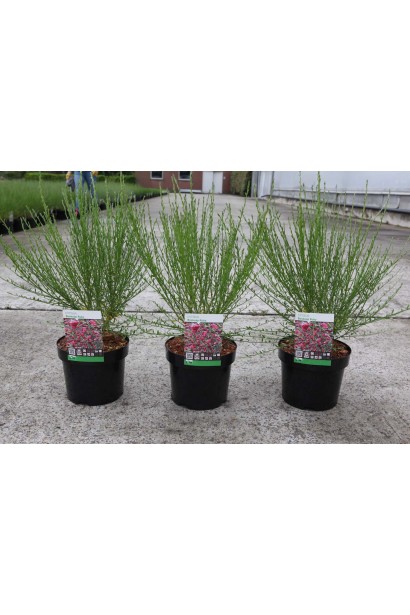 Саджанці Боскоп Рубі доступні у садовому центрі.