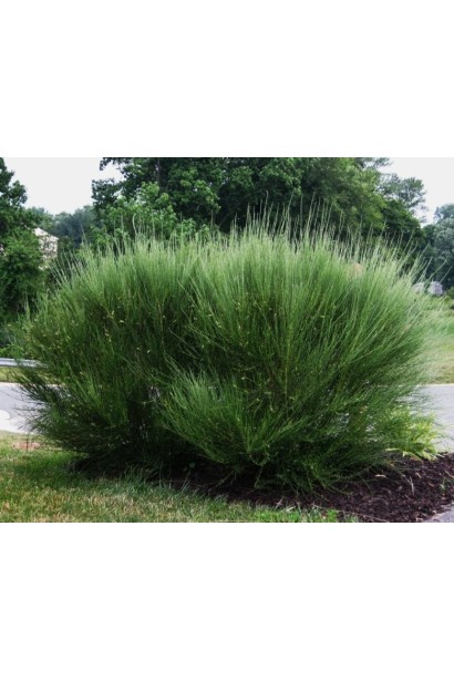 Cytisus praecox Boskoop Ruby (ruby)