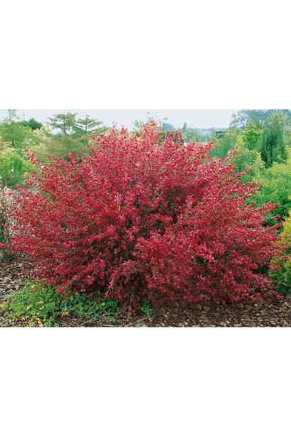 Кущ Cytisus Ruby із насичено-червоними квітами.