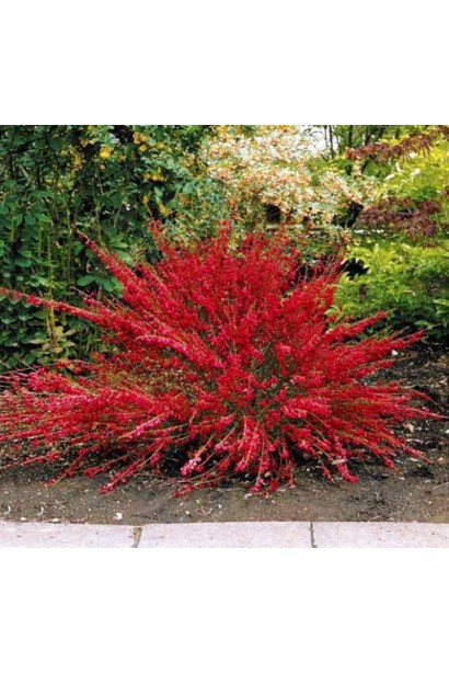 Рокитник Ruby створює рубіновий акцент у композиції.