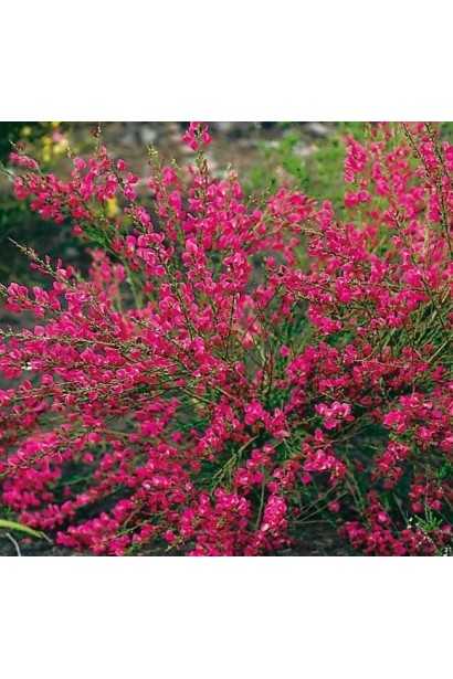 Рокитник Боскоп Рубі додає шарму до садового ландшафту.