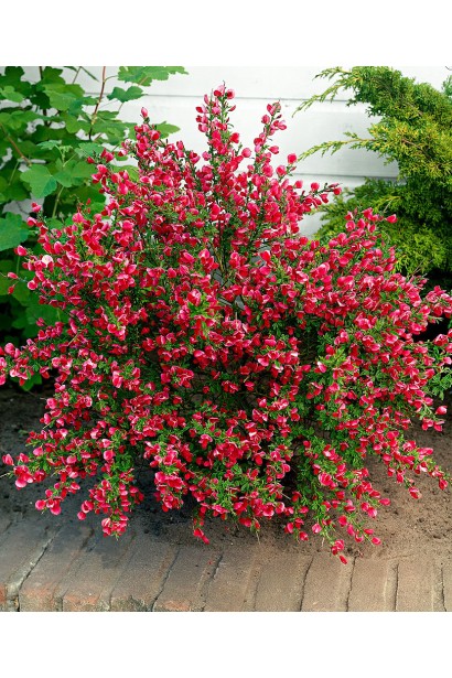 Яскраві квіти Боскоп Рубі в ландшафтному дизайні.