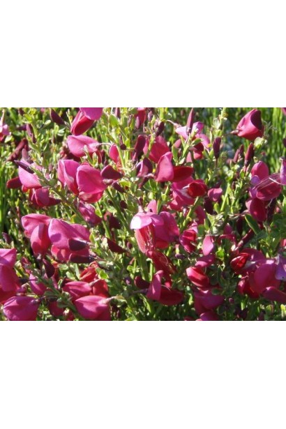 Боскоп Рубі — декоративна рослина для елегантних садів.