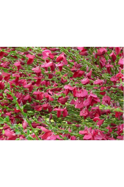 Рокитник ранній Боскоп Рубі (рубіновий)