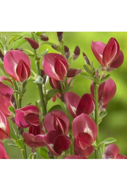 Рубінові квіти Боскоп Рубі прикрасять будь-який сад.